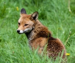 Garden Fox Watch